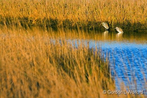 Hunkered Herons_30526.jpg - Two Tricolored Herons (Egretta tricolor) hunkered down out of a cold dawn wind. Photographed along the Gulf coast near Port Lavaca, Texas, USA. 